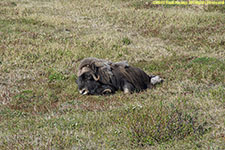 musk ox