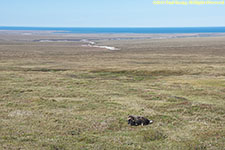 musk ox