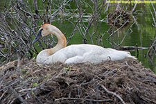 nesting swan