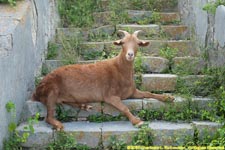 goat on the steps
