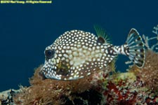 smooth trunkfish, Lactophrys triqueter