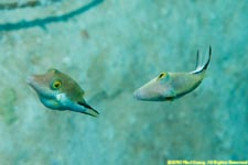 sharpnose puffers, Canthigaster rostrats