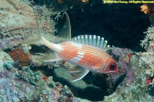 longspine squirrelfish, Holocentrus rufus