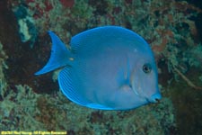 blue tang, Acanthurus coeruleus