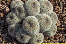 cactus cluster