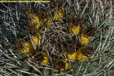 cactus fruits