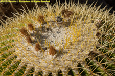 barrel cactus buds