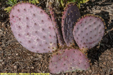 purple prickly pear