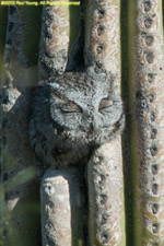 owl sleeping in cactus