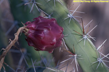 purple fruit