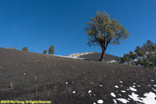 black lava dome and tree