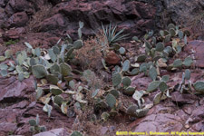 prickly pear cactus