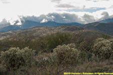 mountains and cholla cactuses