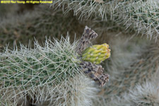 cactus bud