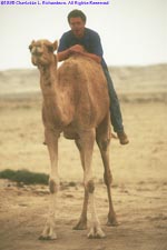 Paul bareback on a camel