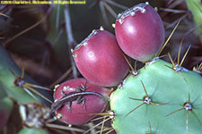 cactus fruit and gecko