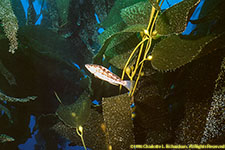 fish and kelp
