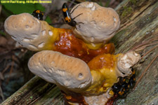 mating insects on fungus