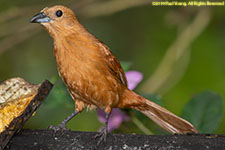 tanager