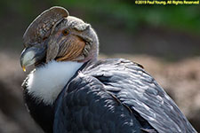 Andean condor head shot