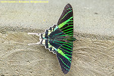 swallowtail
