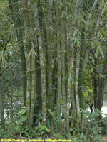 stand of bamboo