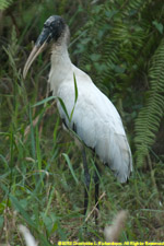 wood stork