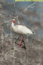 ibis