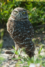 burrowing owl