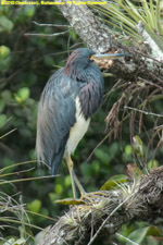 tricolored heron