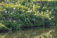 rookery