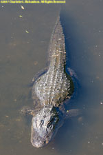 gator