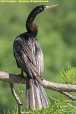 anhinga