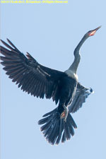 anhinga