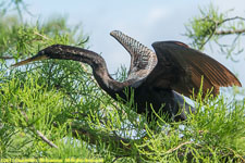 anhinga