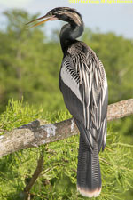 anhinga