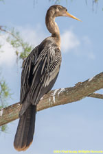 anhinga