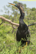 anhinga