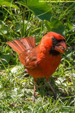 cardinal