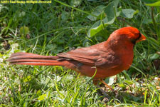 cardinal