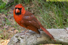 cardinal