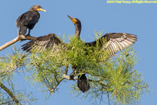 cormorants