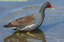 moorhen