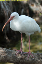 ibis