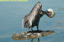 pelican