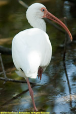 ibis