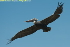 pelican flying