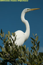 great white heron