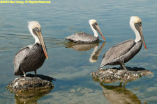 pelicans