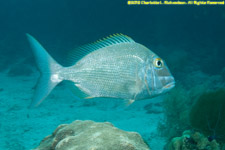 Porgy